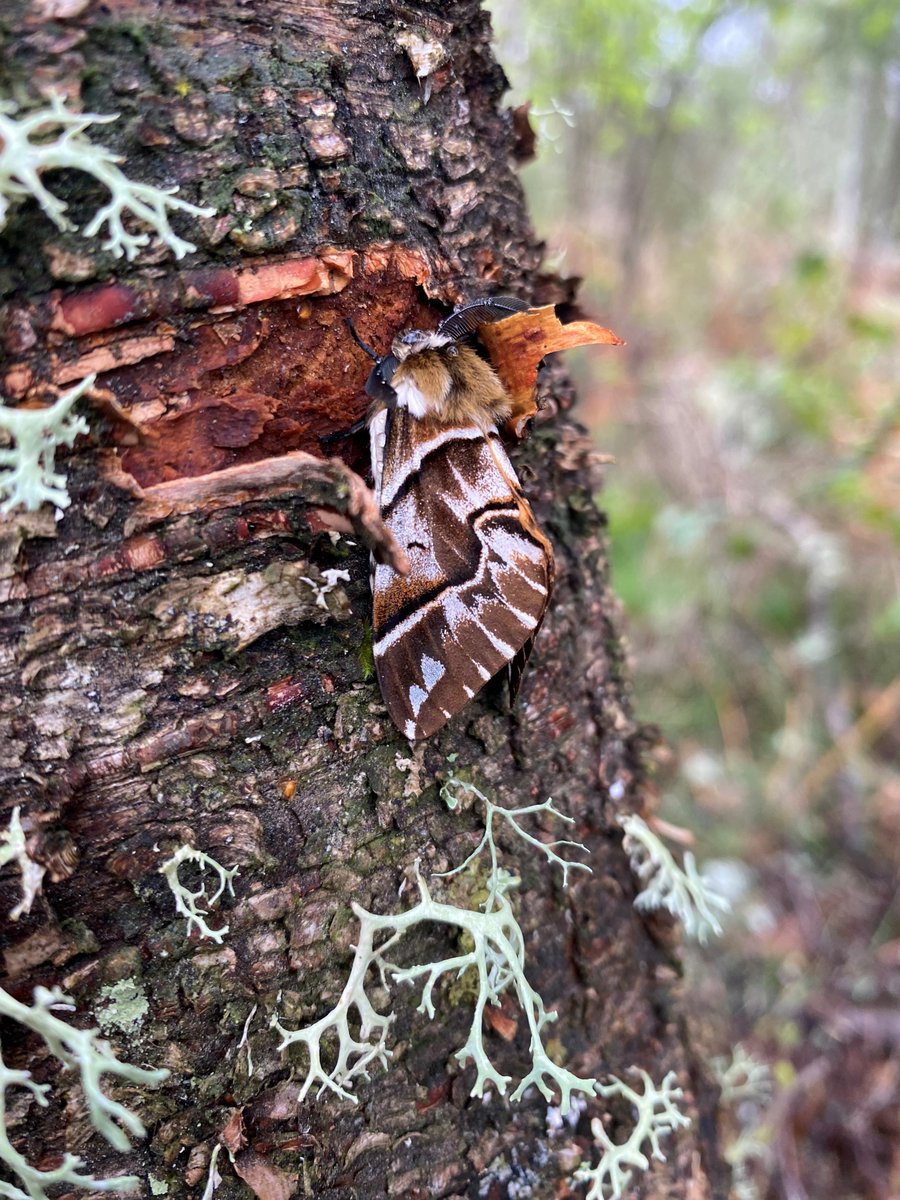 Last weekend, one of our seasonal @CNPRangers, Becki, captured this incredible photo of a Kentish Glory moth at Muir of Dinnet NNR. @NatureScot are currently carrying out a survey of the invertebrates found on the site to help protect and improve habitat 🍃 @savebutterflies