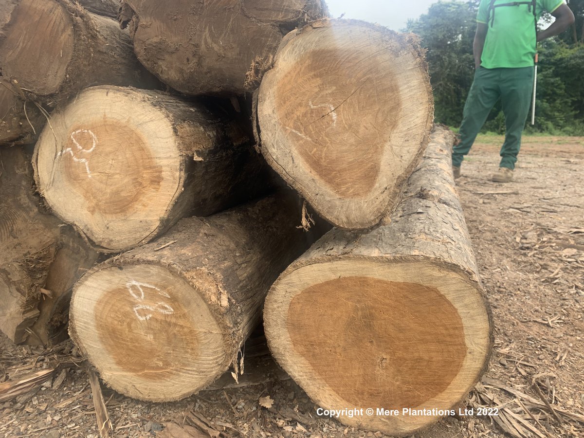Plantations, if managed sympathetically with the environment, provide real-world solutions. Through large-scale commercial development of degraded land we're providing a constant supply of #timber, contributing to a low-carbon economy & decarbonisation.
#teak #forestry #SDG15🇬🇭🇬🇧