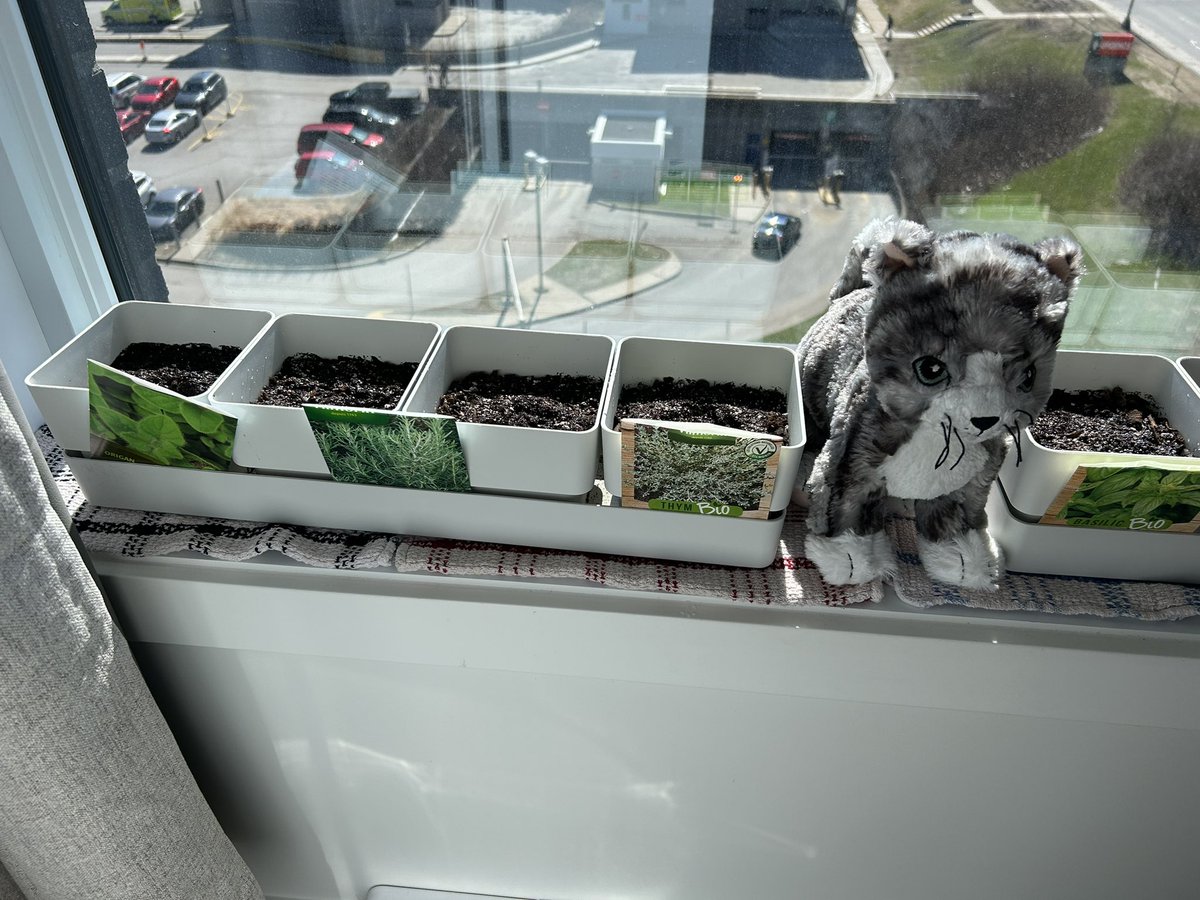 #MadeMeSmile: our new regular posting theme! Today, Ti-Gris is smiling at the seeds he planted, hoping they grow fast! Basil, Rosemary, Thyme and Oregano!