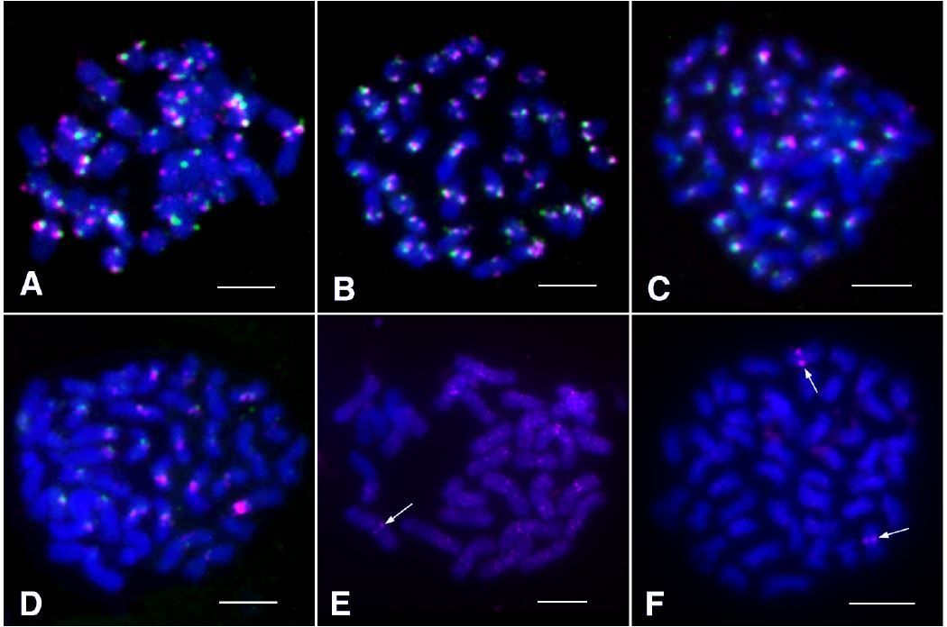 Celine, a long interspersed nuclear element retrotransposon, colonizes in the centromeres of poplar chromosomes (Haoyang Xin, Yiduo Wang, Wenli Zhang, Bao Yu, Pavel Neumann, Yihang Ning, Tao Zhang, Yufeng Wu, et. al.) buff.ly/49RPHVR @ASPB #PlantSci