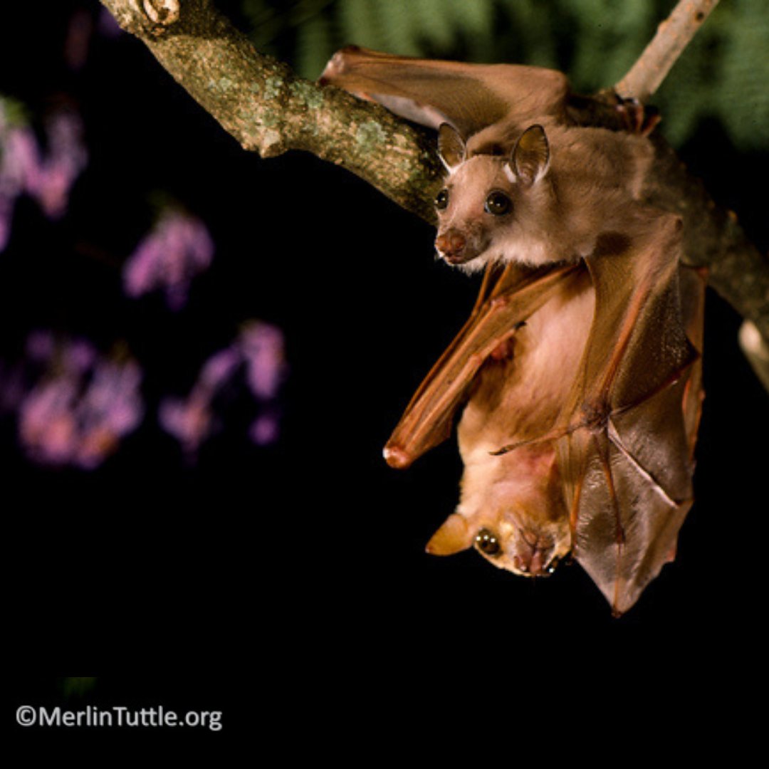 🦇🌟 Happy Fruit Bat Friday! 🌟🦇 Witness a young minor epauletted fruit bat in Kenya, on the brink of its first flight away from its mother. Imagine this tiny creature, wings trembling with excitement, embracing independence in the wild. 📸: @merlinsbats