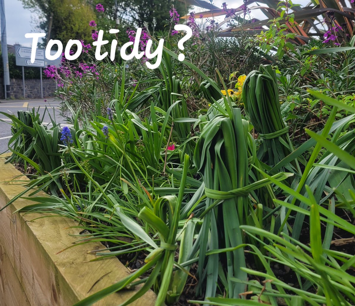 Sometimes a Tidy Towns is too tidy?
Knotting daffodils is not recommended by @The_RHS, 'reduces plant's ability to function'
@gapireland
@mickkellygrows
#daffodils #tidytowns #tidy #giy