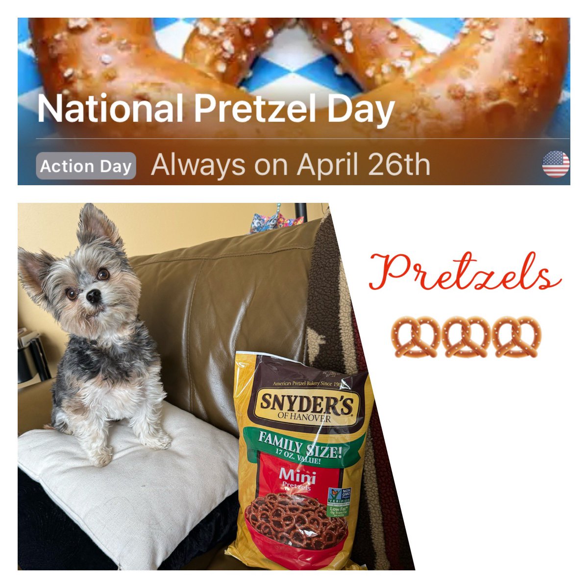 CoryJoy's tweet image. Gio. Happy Friday &amp;amp; it’s also National Pretzel 🥨 Day 😋🫶🏼🐾🥰🥨🙌 #pretzelday
