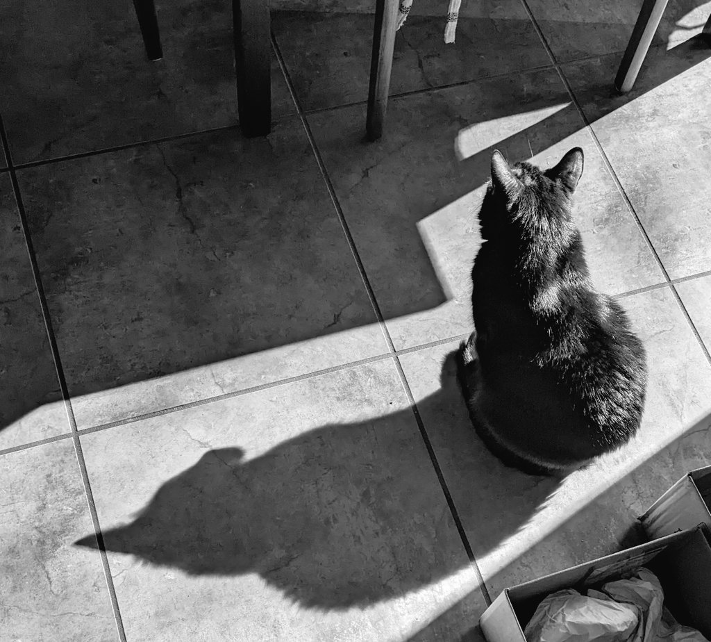 Eddie and his shadow. #kittynoirfriday #catnoirfriday #CatNoir #kittynoir #CatsOnTwitter #CatTwitter #CatsOfTwitter #CatsOfX #CatsOnX #blackcats #panfursquad #moggies #catpics #minipanfur #RescueCats #voidcats #felinefriday #fridaymorning #cats