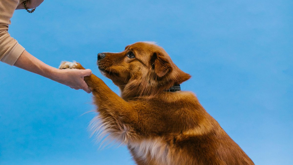 ''Ladies and gentlemen, pups and pals! Get set to witness the spectacle of a lifetime! It's time to unleash those tail-wagging tricks and make magic happen! Let the training extravaganza begin!

 #doglove #obedience #dogwalkin #positivereinforcement #pets #shake #sit #dogtraining