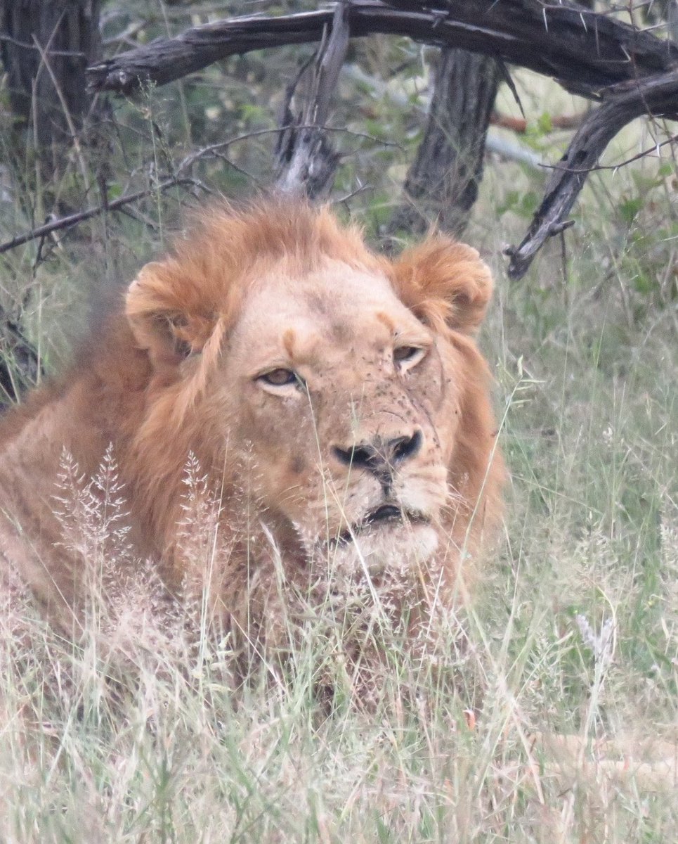 What a handsome chap.Spotted on S21👌🏾👌🏾👌🏾👌🏾 #Myoffice 📍KNP