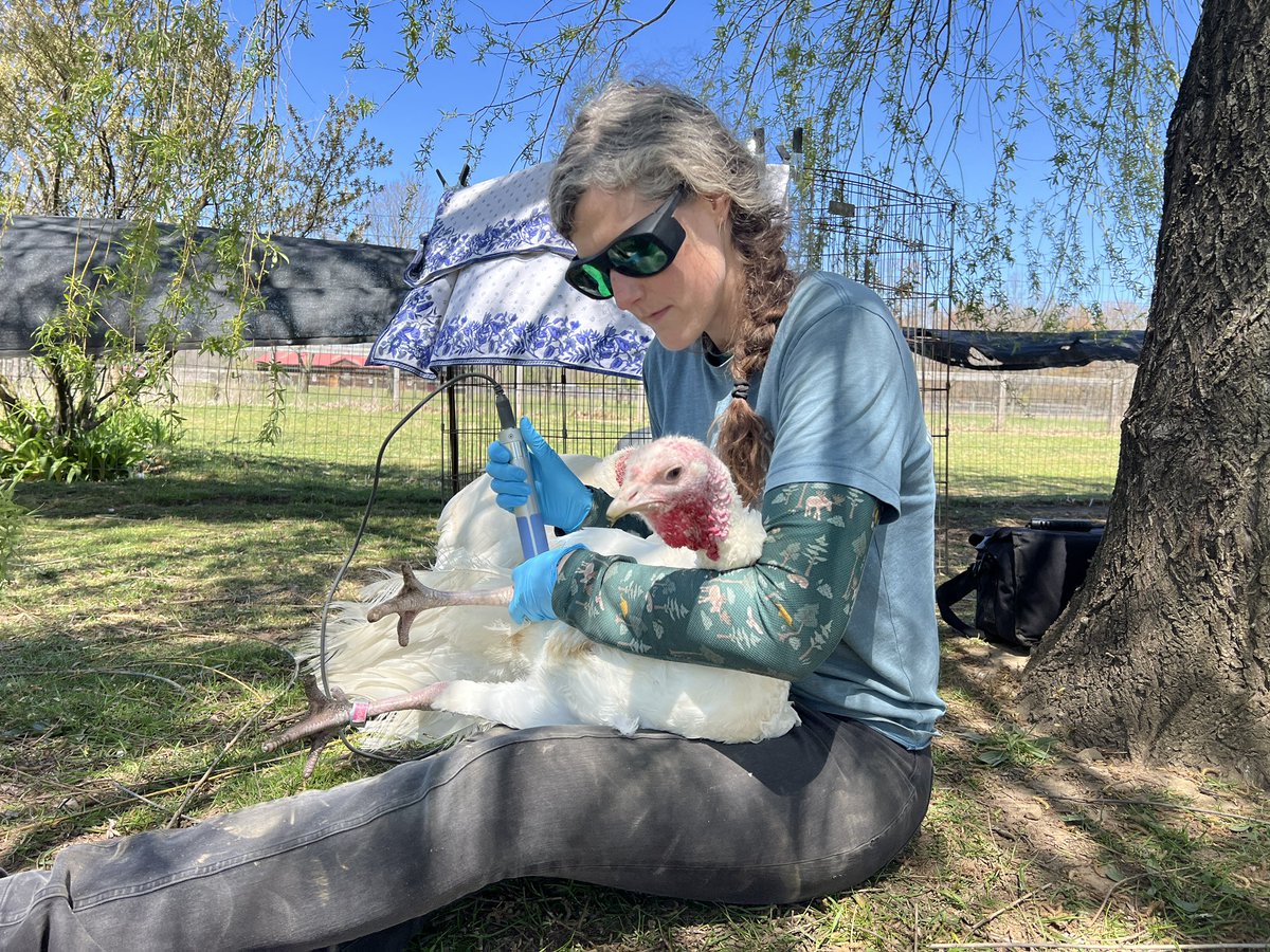 Rescued turkey Drew gets laser therapy administered by Caregiver Amy. Drew’s latest vet visit totaled $1325–please help us with her care as the end of the month comes up! Venmo Woodstock-Sanctuary
