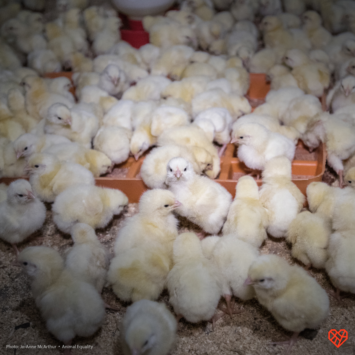 Did you know the dark truth behind how these childhood favourites are made? Find out the truth about chicken nuggets: thl.link/nuggets-tw