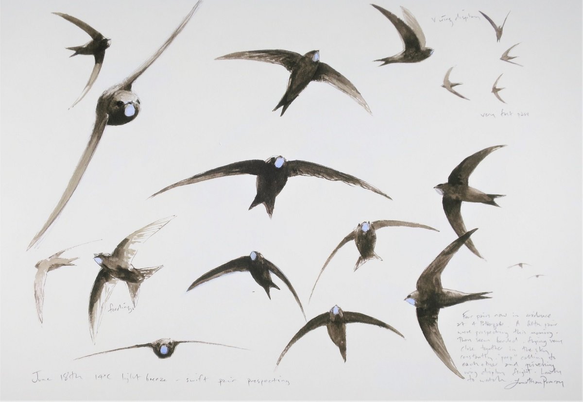 Really looking forward to this. If you want to paint swifts and skies with me in Suffolk on June 6th here's your chance! @ArtSafariUK jonathanpomroy.co.uk