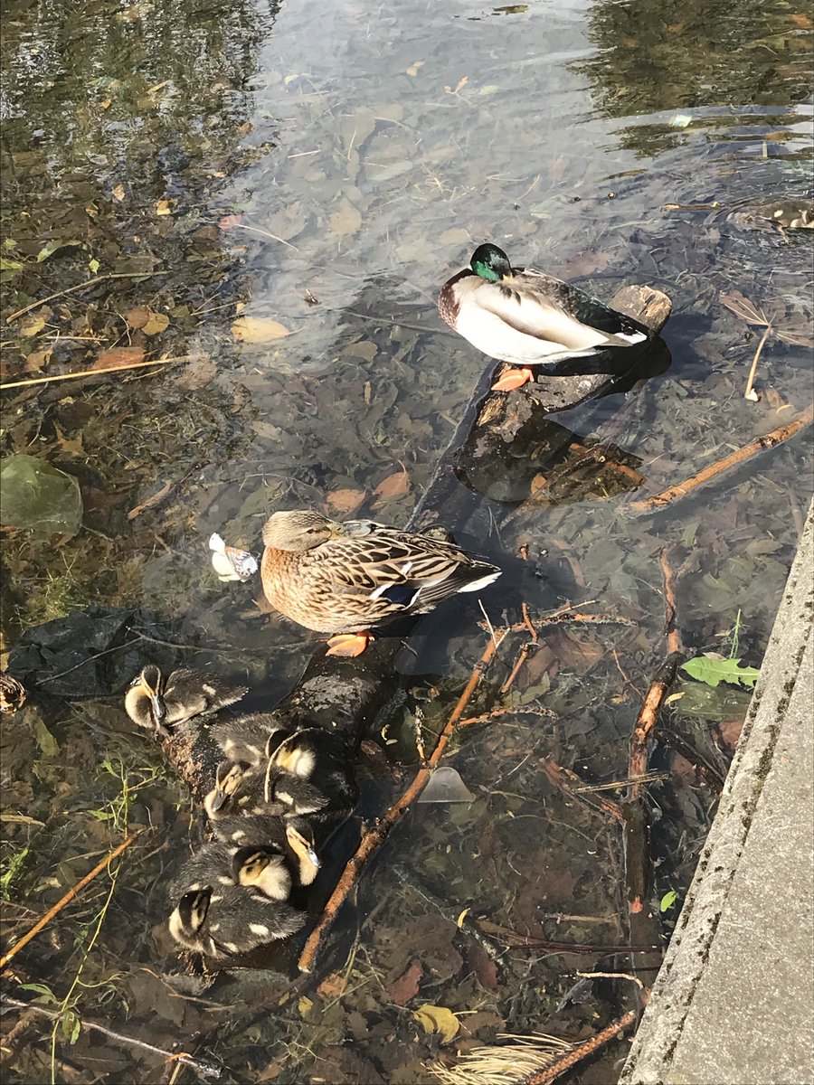 Proud parents in Herbert Park today ! ⁦<a href="/DonnybrookD4/">Donnybrook, Dublin 4</a>⁩ ⁦<a href="/verysouthdublin/">Very South Dublin</a>⁩