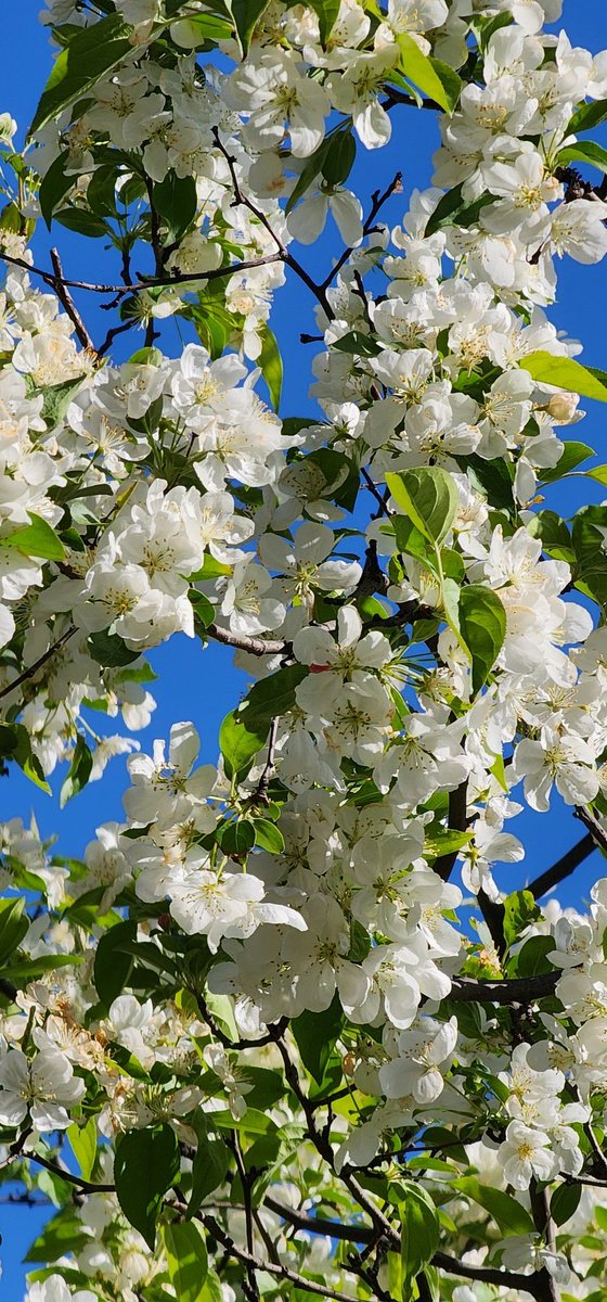 RoseleneDolce's tweet image. Crabapple flowering tree blossoms 

#SignsofSpringNYC