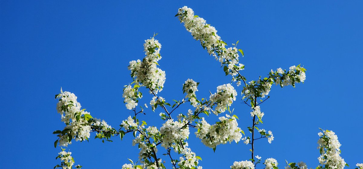 RoseleneDolce's tweet image. Crabapple flowering tree blossoms 

#SignsofSpringNYC