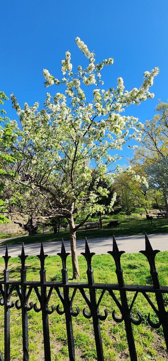 RoseleneDolce's tweet image. Crabapple flowering tree blossoms 

#SignsofSpringNYC