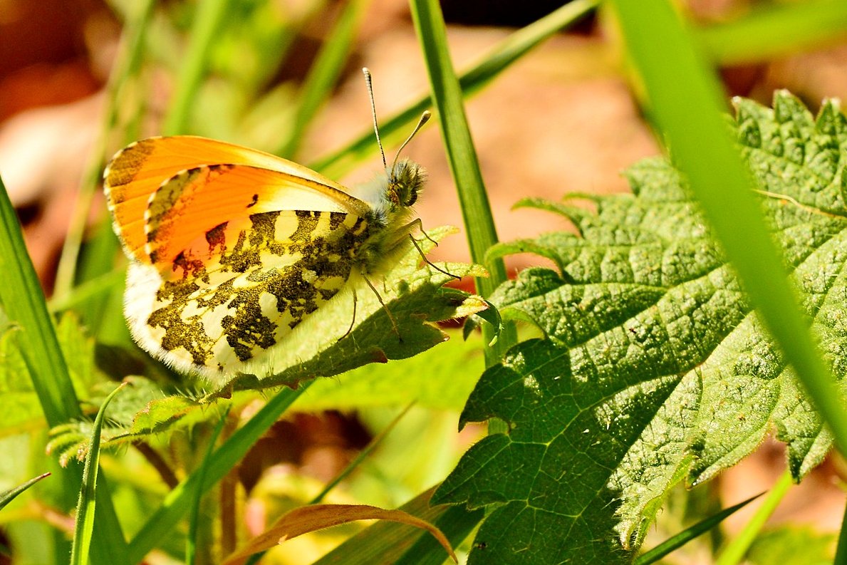 Butterflies seen today in Bawsinch Nature Reserve, Duddingston. Holy Blue (Celastrina argiolus), Speckled Wood (Pararge aegeria), Comma (Polygonia c-album) showing why it's called a Comma and a male Orange-tip (Anthocharis cardamines). #Butterflies @ScotWildlife @BCeastscotland