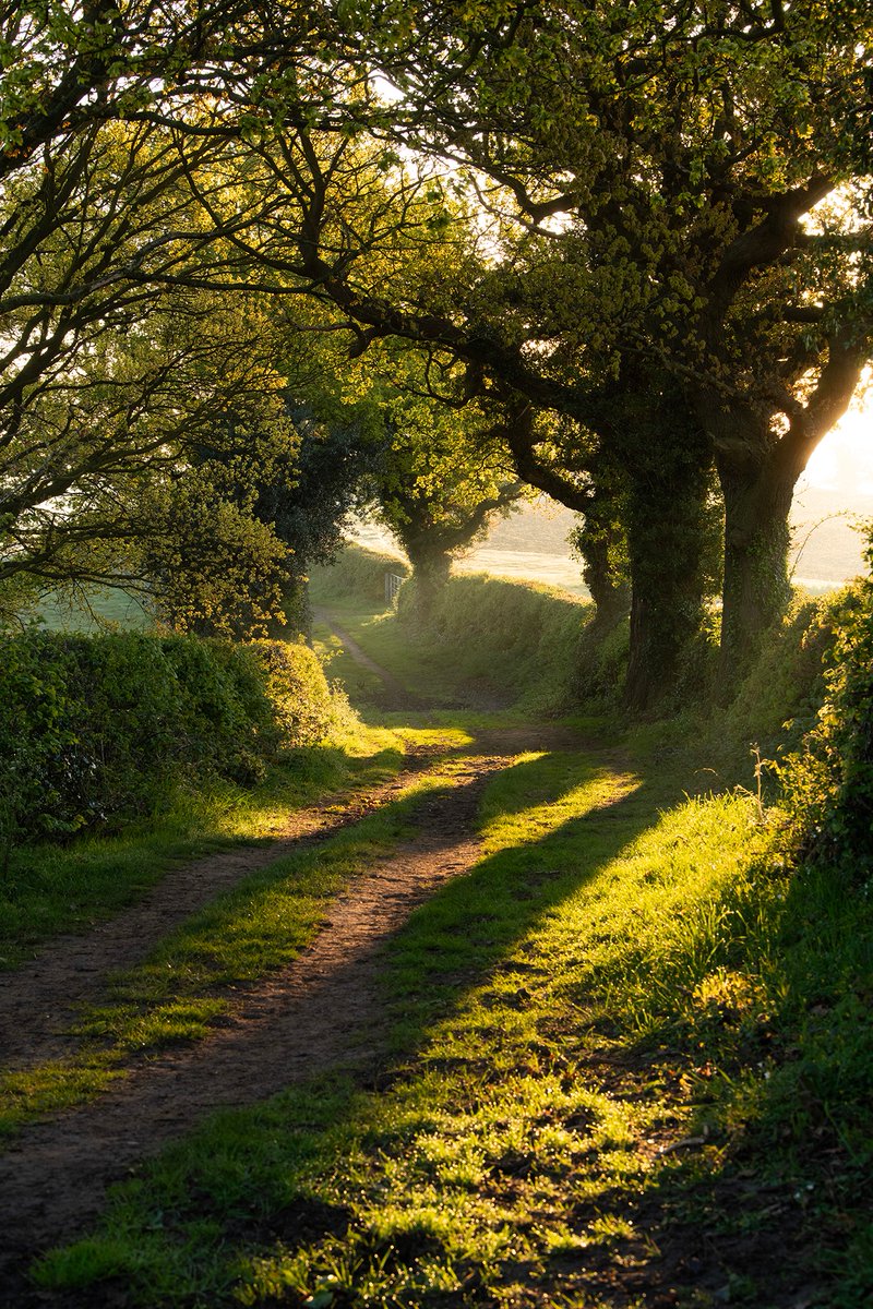 Spring Greens 

Some lovely light this morning....the leaves on the trees feel so fresh and new at this time of year. I love it :) 

Spindle Lane, Calverton

#Nottinghamshire