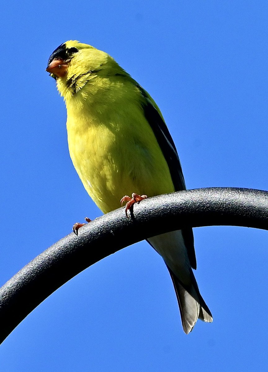 American Goldfinch #FinchFriday