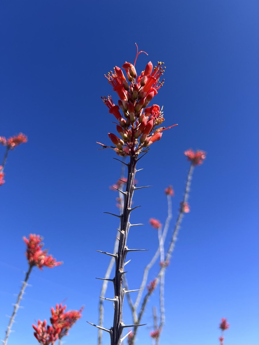 Ocotillos are blooming! Happy Friday from #NewMexico!