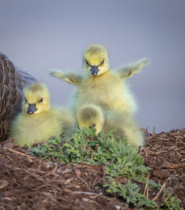 Canada geese are among the first to return to their breeding grounds, beginning to nest in early April. Goslings hatch by late April to early May. These goslings were recently spotted near London, Ont. and captured by Eduardo Pulgar. Thanks for sharing this fantastic sighting! 🐣