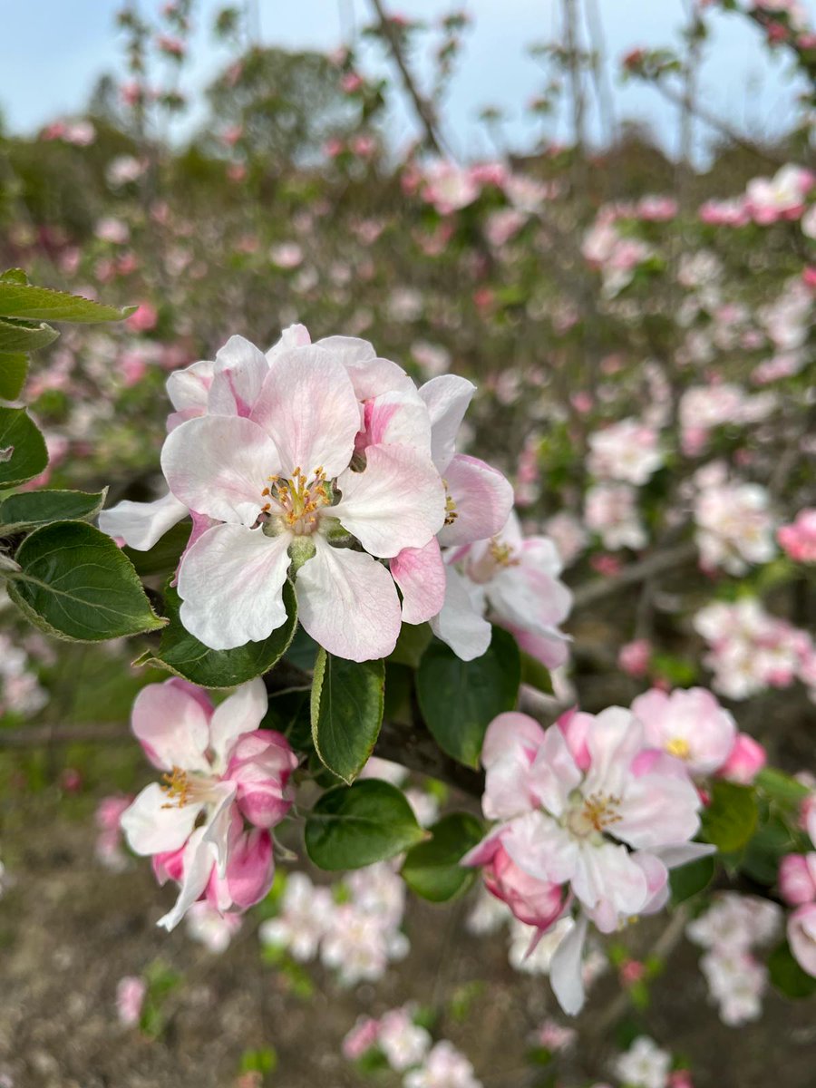 TreeProLtd's tweet image. Apple blossom and Plum blossom so beautiful ❤️️

We love this time of year ☀️