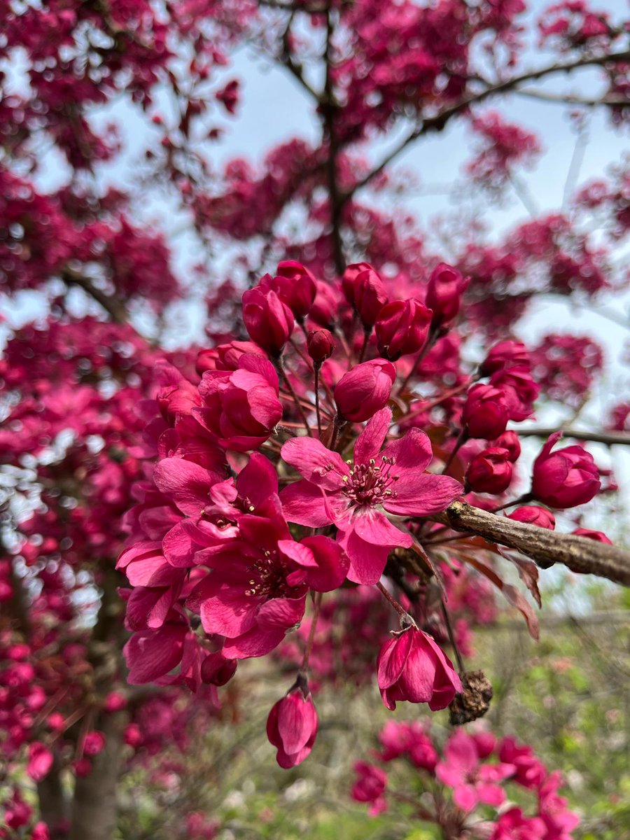 TreeProLtd's tweet image. Apple blossom and Plum blossom so beautiful ❤️️

We love this time of year ☀️