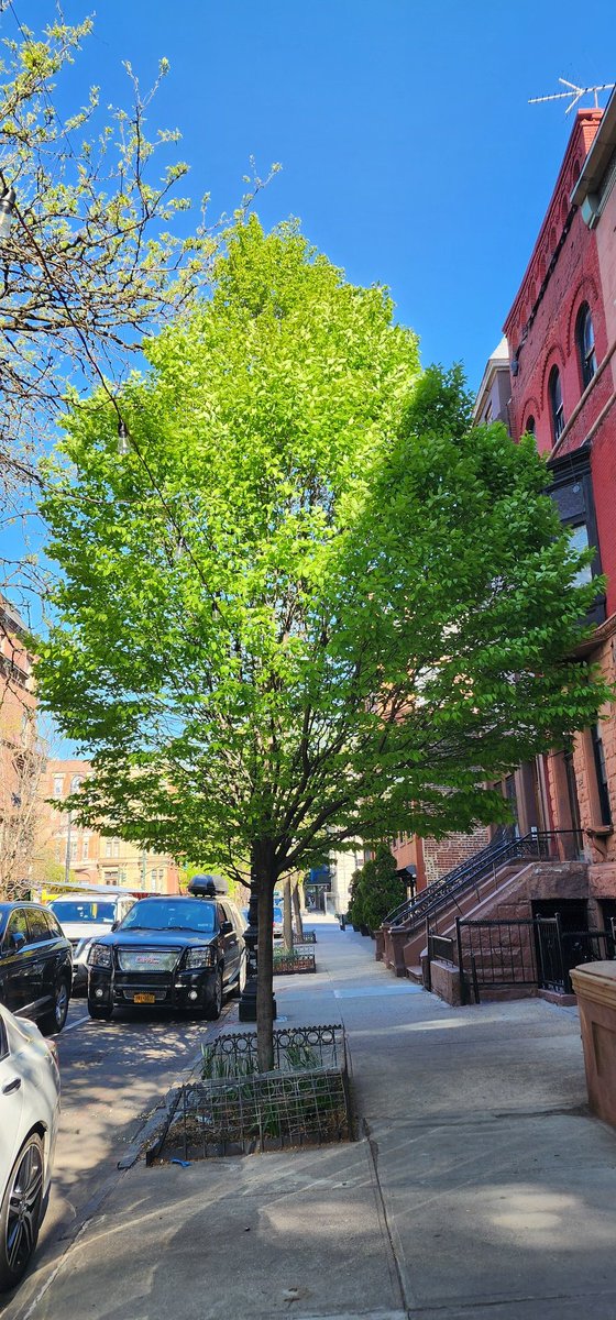 RoseleneDolce's tweet image. I love trees all year round, but I especially love them even more this time of year. 🌳 🌲 🌴 

#SignsofSpringNYC