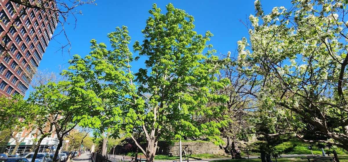 RoseleneDolce's tweet image. I love trees all year round, but I especially love them even more this time of year. 🌳 🌲 🌴 

#SignsofSpringNYC