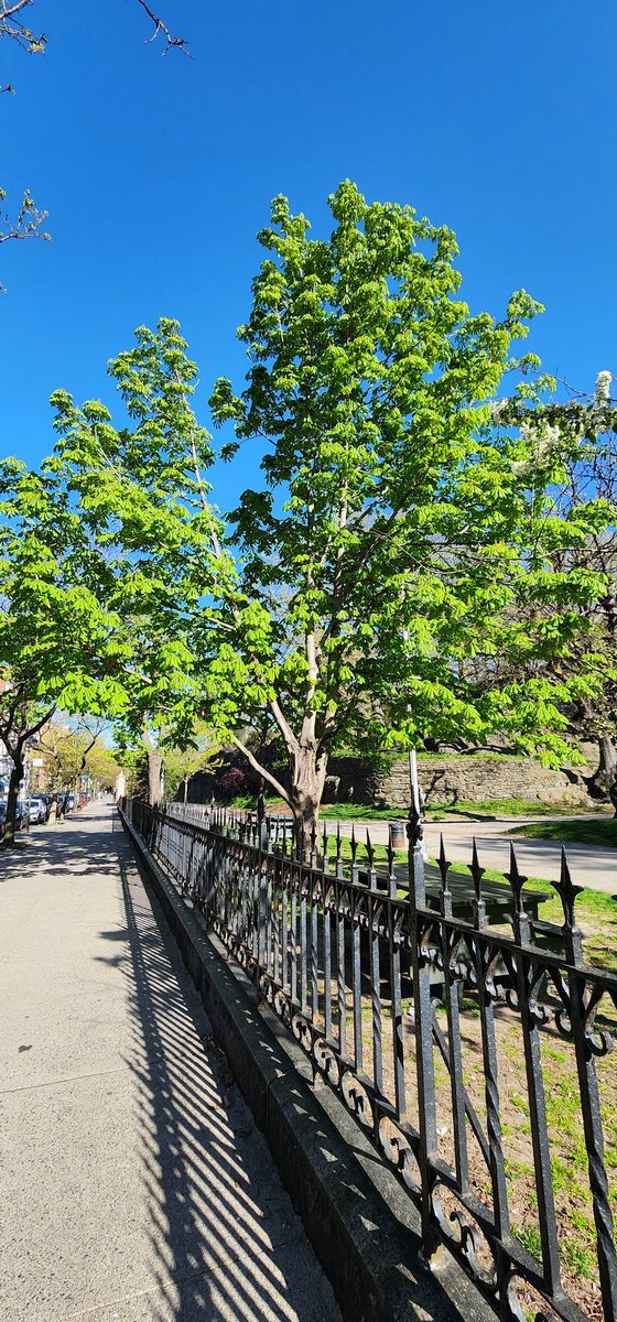RoseleneDolce's tweet image. I love trees all year round, but I especially love them even more this time of year. 🌳 🌲 🌴 

#SignsofSpringNYC