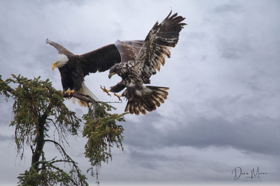 Eagle watch

#baldeagle #eagles #wildlifephotography #britishcolumbia #vancouverisland #comoxvalley #sharevi 

📷 @dena_outdoors