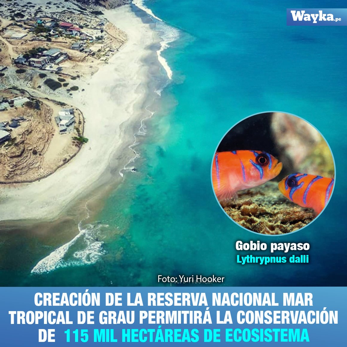 📢 Luego de 14 años de espera se aprobó la creación de la Reserva Nacional del Mar Tropical de Grau (RNMTG). El área natural alberga un espacio de 115.675.89 hectáreas de aguas y esa parte del mar está ubicada entre Piura y Tumbes e incluye cuato sectores: Isla Foca, Cabo Blanco…