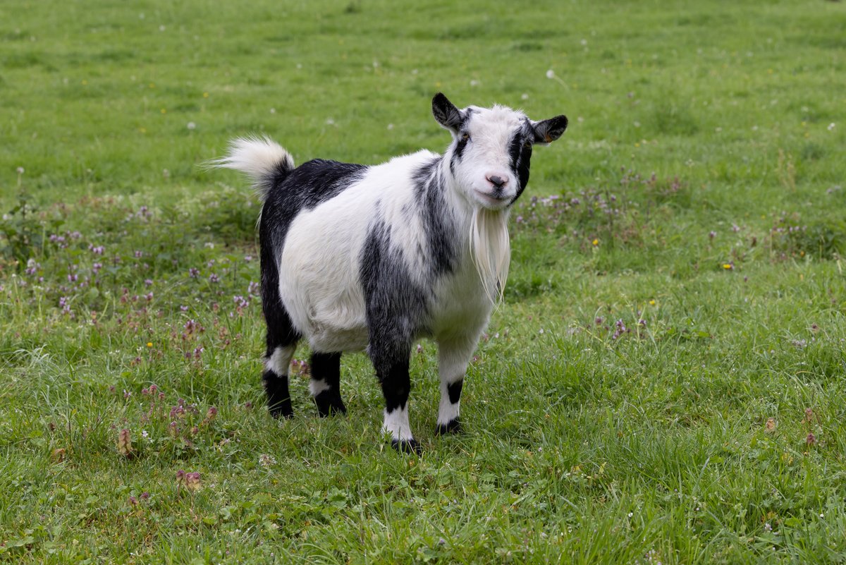 Thank you, Jonathan #GOAT (Greatest Of All Time). It is with sadness that we say farewell to Cogges’ much-loved Pygmy goat, and remember and celebrate his very happy life. Farm Manager, Kirsty Grey, shares the story of Jonathan and his many fans 🐐 cogges.org.uk/News/thank-you…