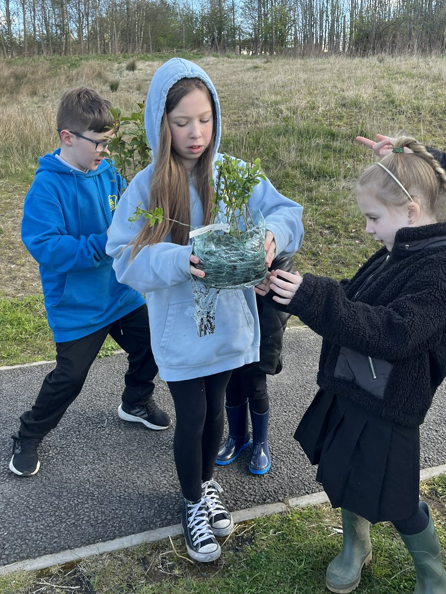 Primary 1 and Primary 7 taking part in a whole school effort to plant 200 trees this week! Glorious sunshine and time spent in nature! A big thank you to our volunteers for their time and expertise! #community #BPSvalues @LtLScotland