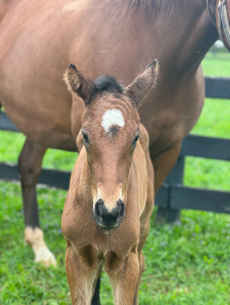 💛#FoalFriday @ClaiborneFarm & Adele Dilschneider's homebred War Front mare Scape recently foaled a filly by Catholic Boy. 🌎The successful international female family includes G1Ws in the United States, Canada, England, Ireland, France, and South Africa.