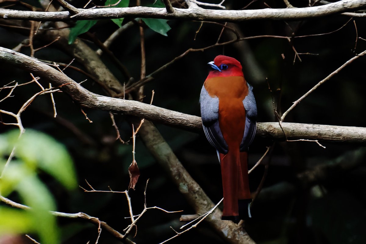 Enigmatic Elegance: Unveiling the Mystique of the Red-Headed Trogon!

@pargaien @UKNikon #indiaves @Natures_Voice #ThePhotoHour #BBCWildlifePOTD @AnimalPlanet @DiscoverKorea_ @WildlifeMag @NikonUSA #natgeoindia @BBCEarth #BirdsOfTwitter @DiscoverMag #BirdsSeenIn2024 @NikonIndia