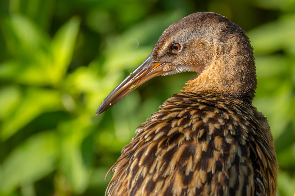 King rails are extremely secretive birds. Except this one, who climbed atop the foliage and posed for me for 10 minutes.