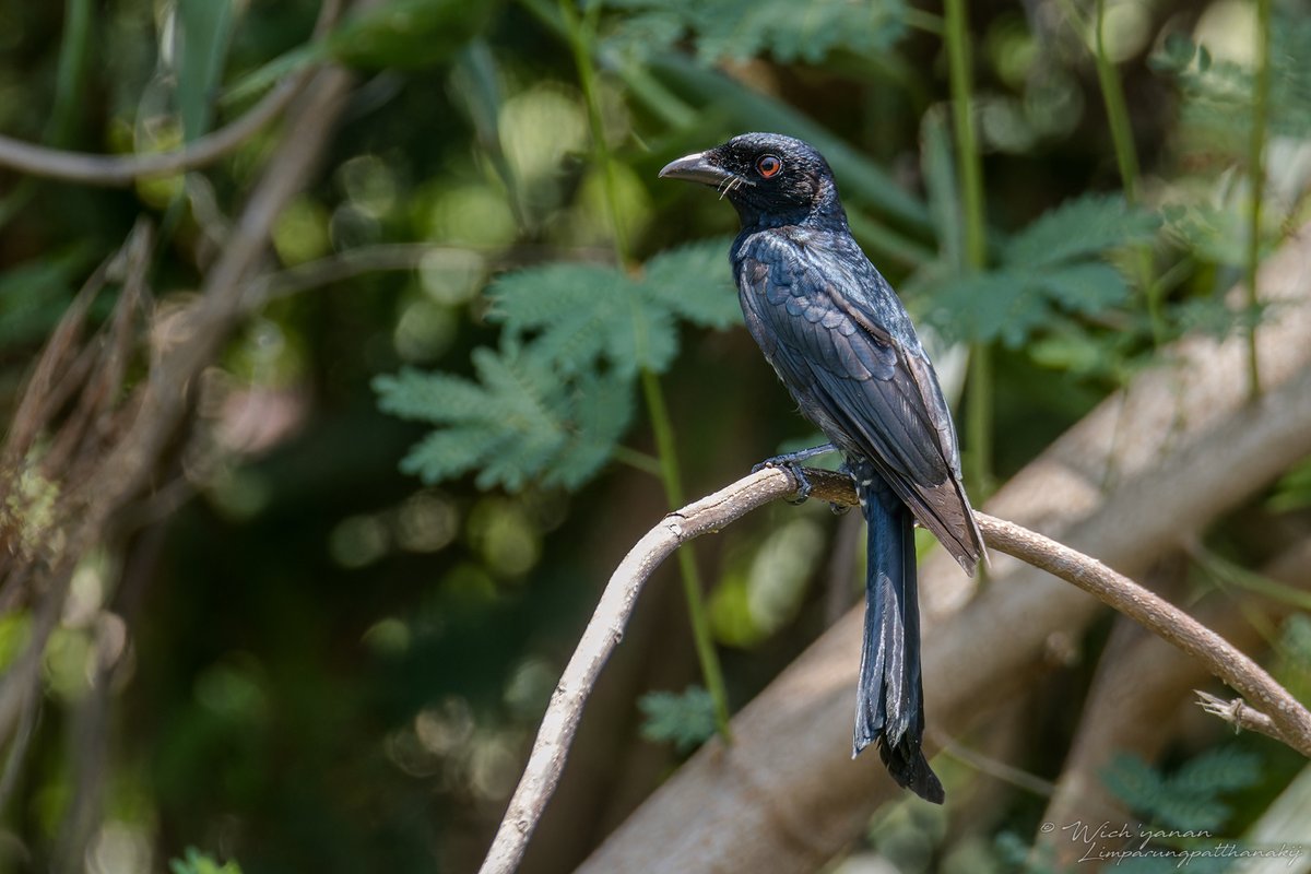 jayshrike tweet picture