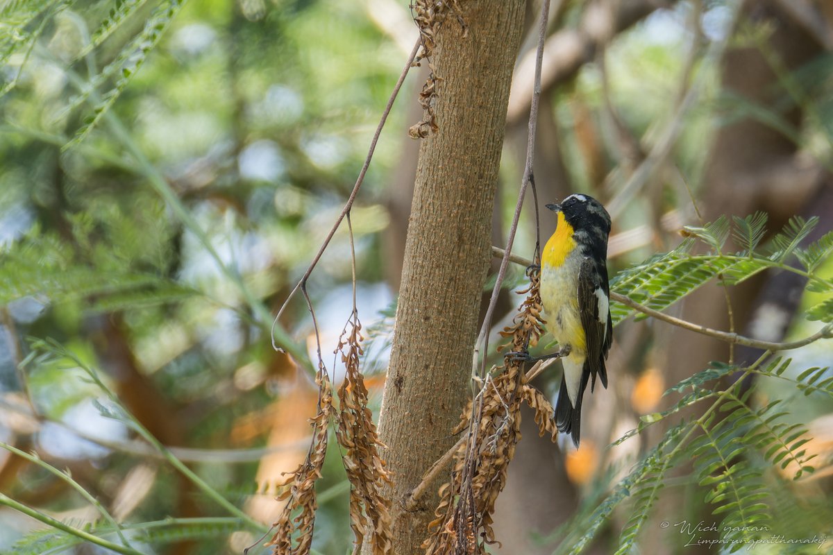 #CityNatureChallenge 2024 falls on the tail end of '#spring' passage in #Thailand. I managed to spend a few hrs in the heat of the day near Garuda Museum & these are among 66 #bird species recorded there

#CitizenScience #BirdsSeenIn2024 #birding #BirdTwitter #birdwatching #birds