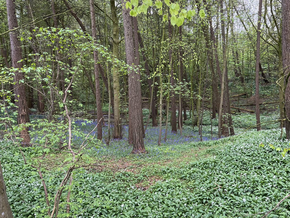 Some woodland photos from Studley and Fountains Abbey this week.@fountainsabbey @HarrogateNats @NosterfieldLNR