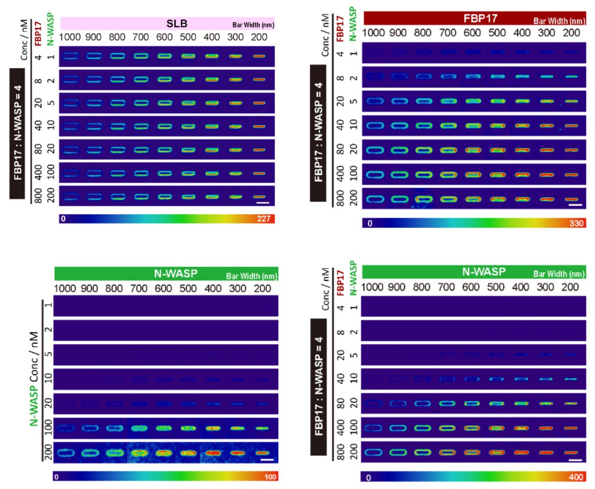 😍 while F-BAR proteins have been proposed to link curvature-sensing to actin polymerization before, previous in vitro assay using liposomes of different sizes actually found the opposite. This might be the first conclusive evidence from an in vitro system.