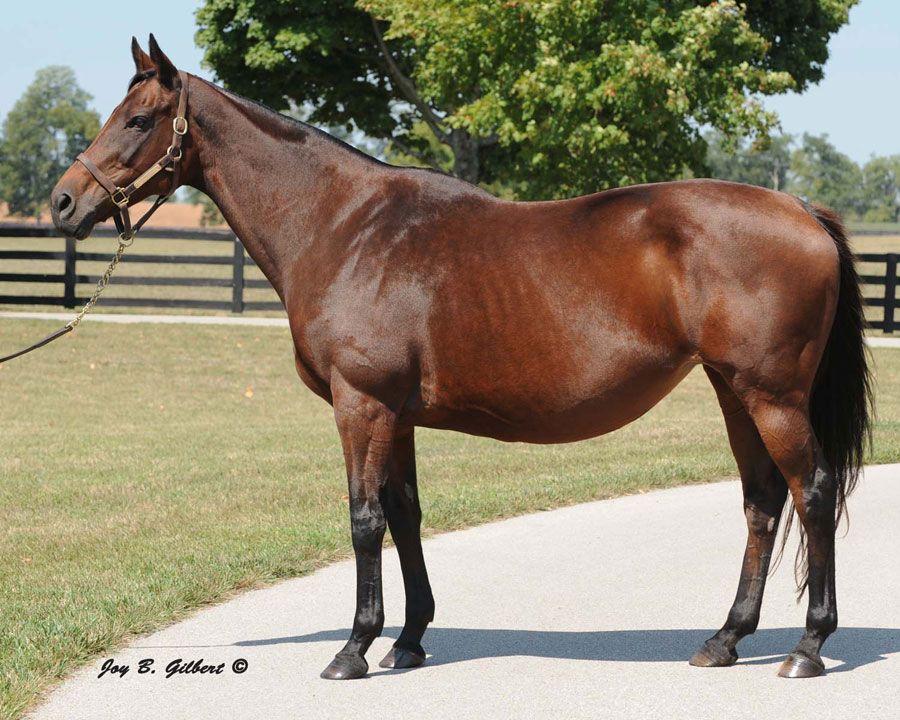 Oaks d'Italia winner ZOMARADAH (Deploy x Jawaher) dam of the great Dubawi was by a son of Slightly Dangerous out of a daughter of Dancing Brave. Slightly Dangerous mated with Dancing Brave produced Epsom Derby & Irish Derby winner Commander In Chief.