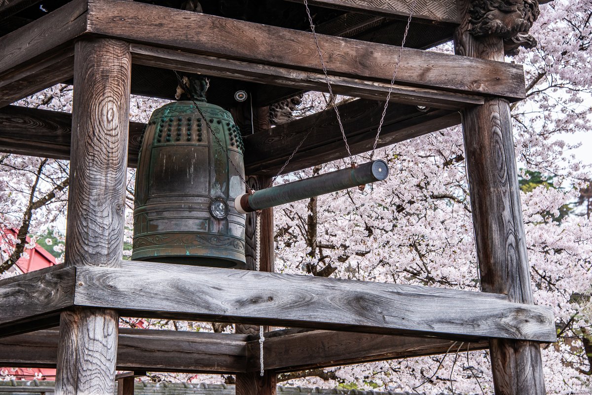 aimekan's tweet photo. #長野県 #須坂市 #普願寺 #鐘楼 #鐘 #須坂の桜2024 #須坂市 
@suzaka_kanko https://t.co/dsNBZ9zpH9