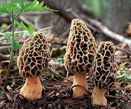 There should be a lot of wild morels after this rain. The season usually lasts until the end of May. The Oregon Coast, Range, and Mt Hood are great locations to search❤️
#like #love #mushroom #oregoncoast #mthood #garyandscott