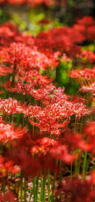 ❤️💋Morning ❤️ 💋 #NatureBeauty #whatstrending #Flowers https://t.co/YPs4w2pOqF<a href="/tag/naturebeauty"class="tags">#NatureBeauty</a><a href="/tag/whatstrending"class="tags">#whatstrending</a><a href="/tag/flowers"class="tags">#Flowers</a>