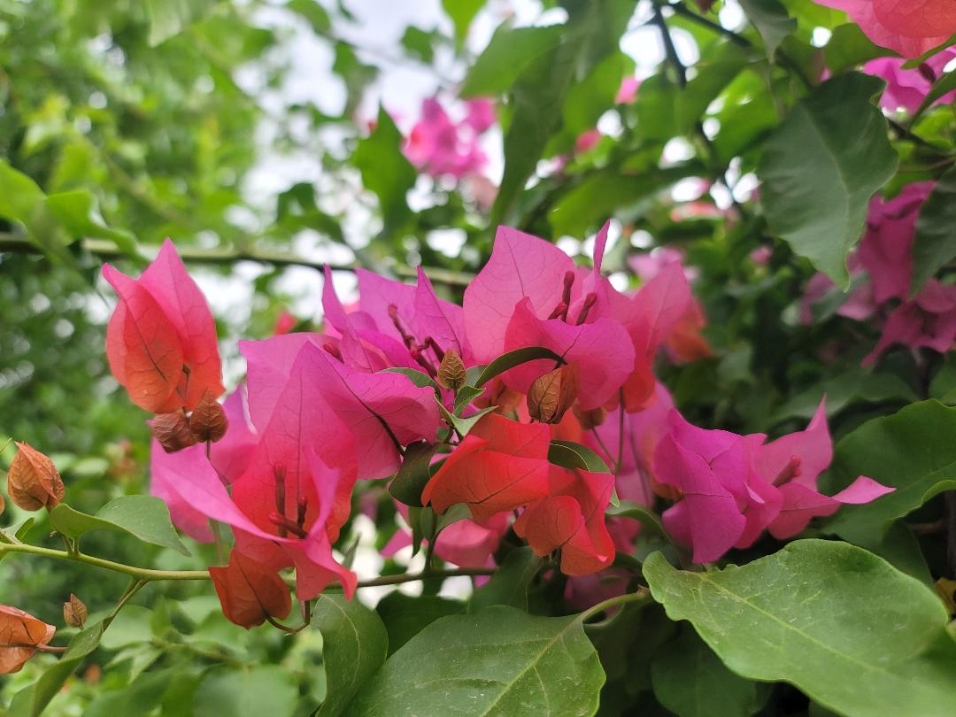 #bougainvillea