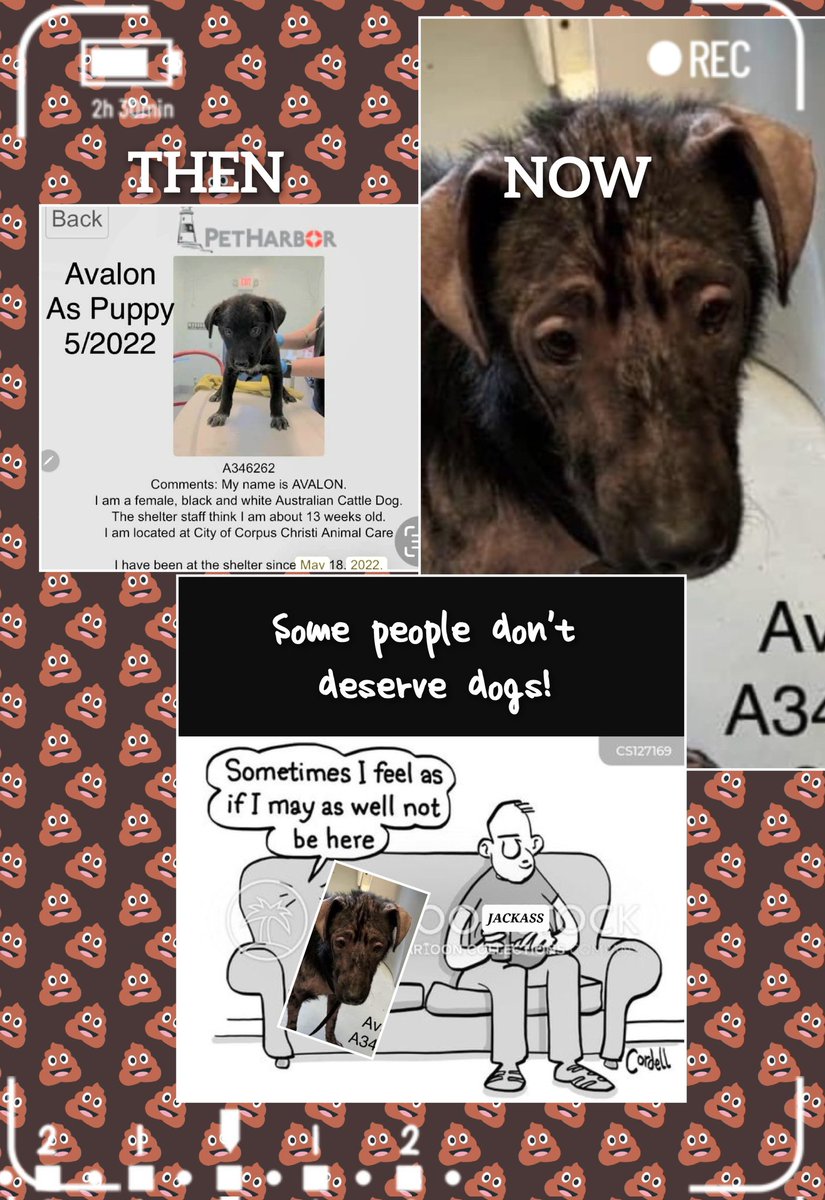 🆘️AVALON #A346262 2 yo #CattleDogMix 
Adopted frm #CorpusChristiACS 2 yrs ago as  sweet perfect puppy, returns nearly hairless & HW + 😭😡💔Doesn't have kill date but is #URGENT #SICK.  Plz #RescueVillage ‼️
 RT, #pledgeForRescue on post as shelter doesn't accept pledges #TX