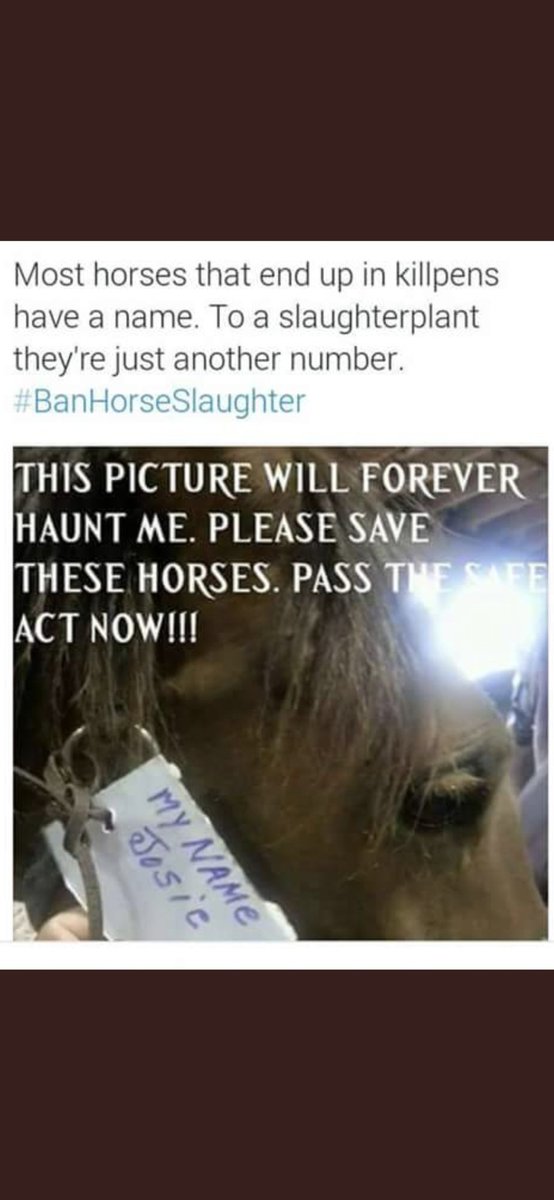 . Did You Know... 🇺🇸AMERICAN #HORSEs are being #Sliced-Up & Turned into #MEAT🍔 To STOP🚫IT CaLL☎️Your #POLITICANs (202) 224-3121 TeLL em✍️#SIGN the Anti-Slaughter #SafeACT bill *See Photo👇 .