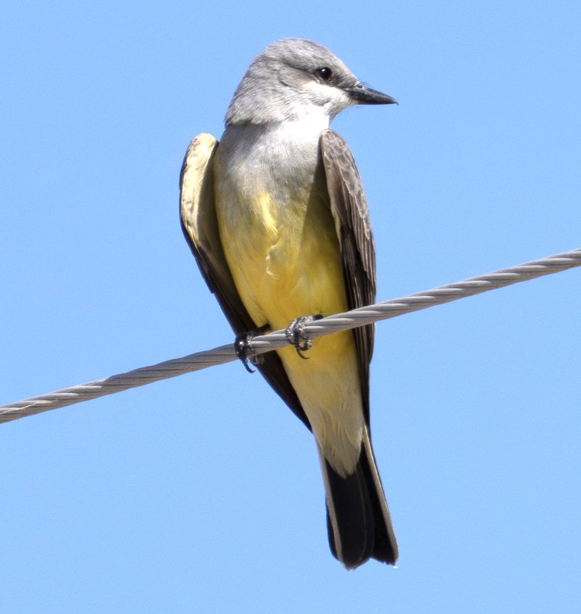 Western #kingbird doing what it likes to do most. Hang out
#Saltonsea #birding #unit1