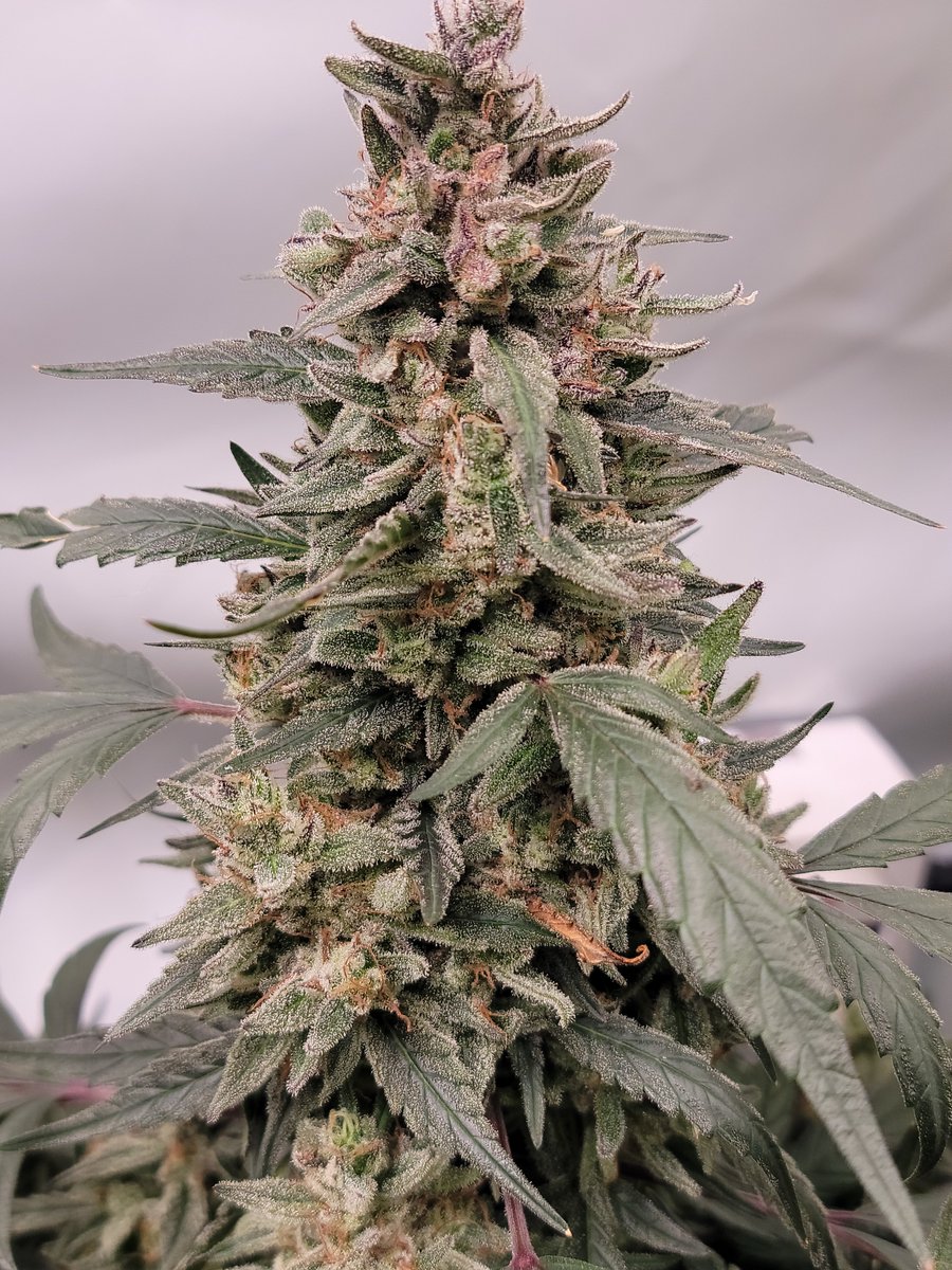 Final update on the Jimmy Jacks. Most of the seeds I checked are mature and will be getting the chop mid week coming up. Has that dank lemony pine smell to it 🔥 Will hang em for about a week then harvest the seeds once it's nice and dry and easier to break down.
