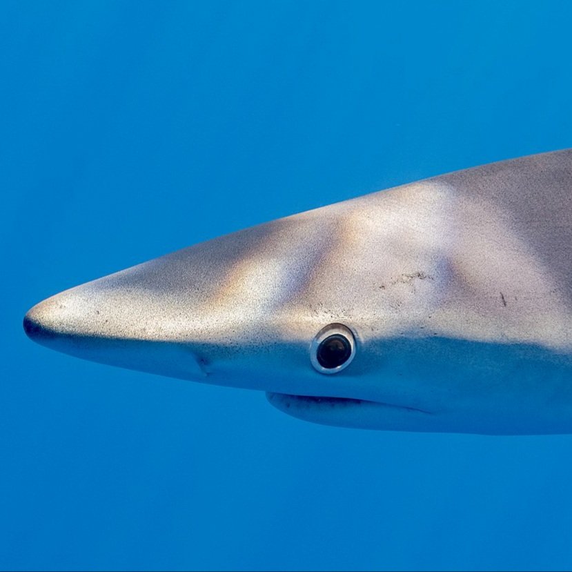 Blue sharks are just so cute I love their big eyes! 💙🦈