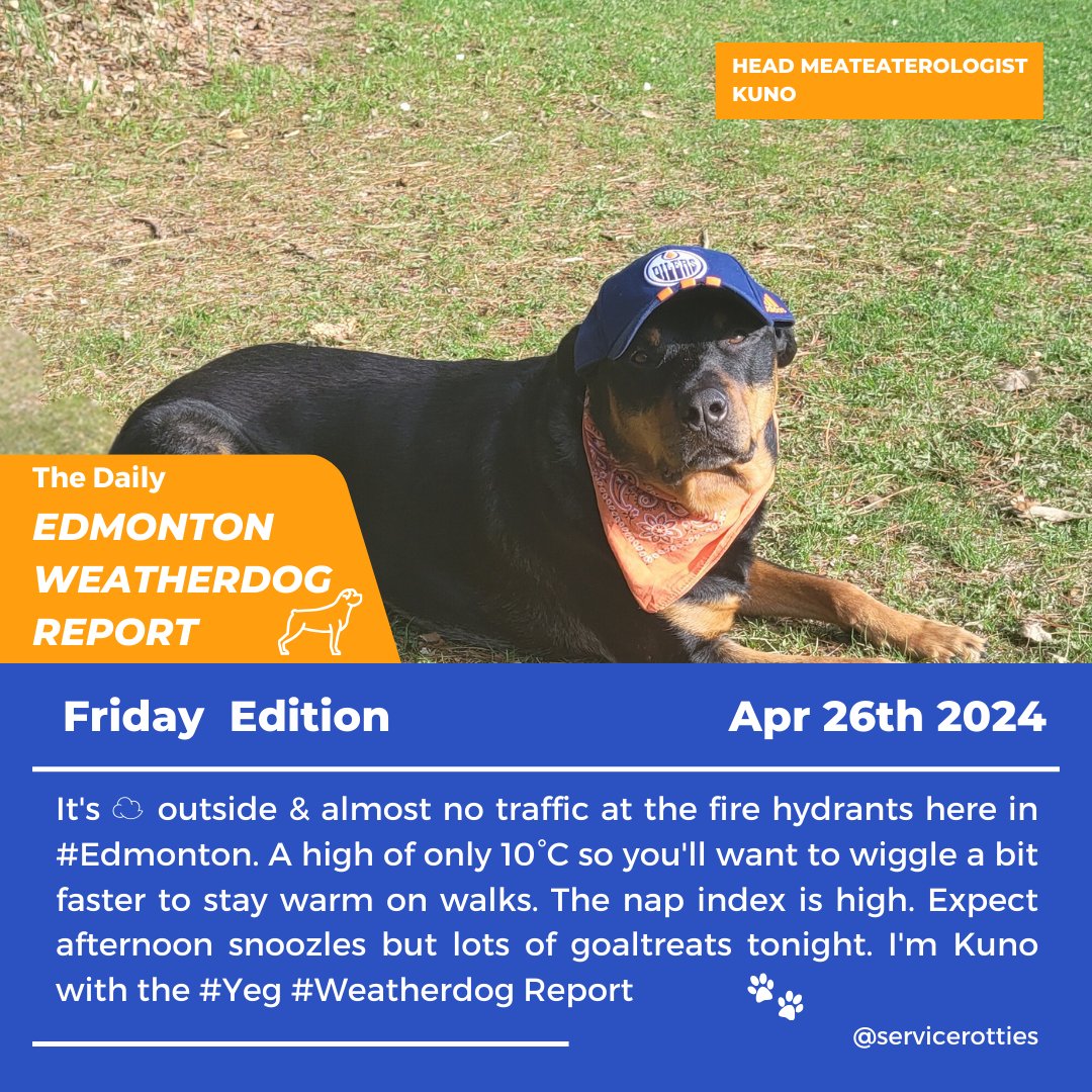 It's ☁️ outside & almost no traffic at the fire hydrants here in #Edmonton. A high of only 10°C so you'll want to wiggle a bit faster to stay warm on walks. The nap index is high. Expect afternoon snoozles but lots of goaltreats tonight. I'm Kuno with the #Yeg #Weatherdog Report