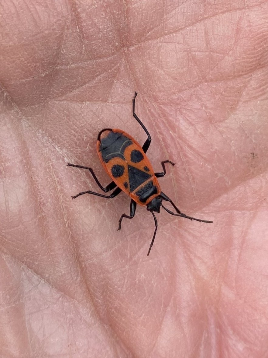 Firebug (Pyrrhocoris apterus), one of several observed today on allotment at Deal, Kent. In the UK this strikingly attractive insect is particularly associated with Tree Mallow and Lime trees.🌳 @kent_field @Buzz_dont_tweet @KentWildlife @Britnatureguide @RoyEntSoc @LGSpace